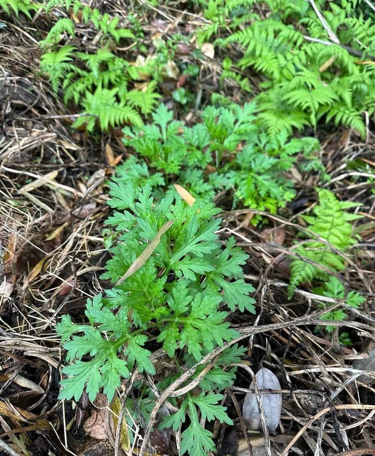 Rural Guilin Tour: Mugwort Rice Ball from Farm to Table - The Practicalities of the Tour