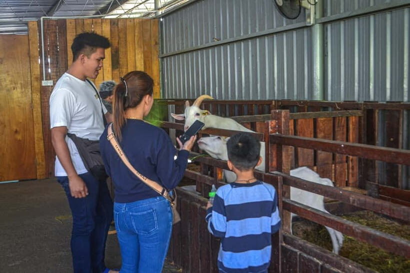 Sabah: Kinabalu Park, Poring Hot Springs & Desa Farm Tour - Authentic Feedback from Past Travelers