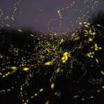 Sabah: Mangrove Fireflies, and Sky Mirror Dream Beach Tour - Why This Tour Offers Great Value