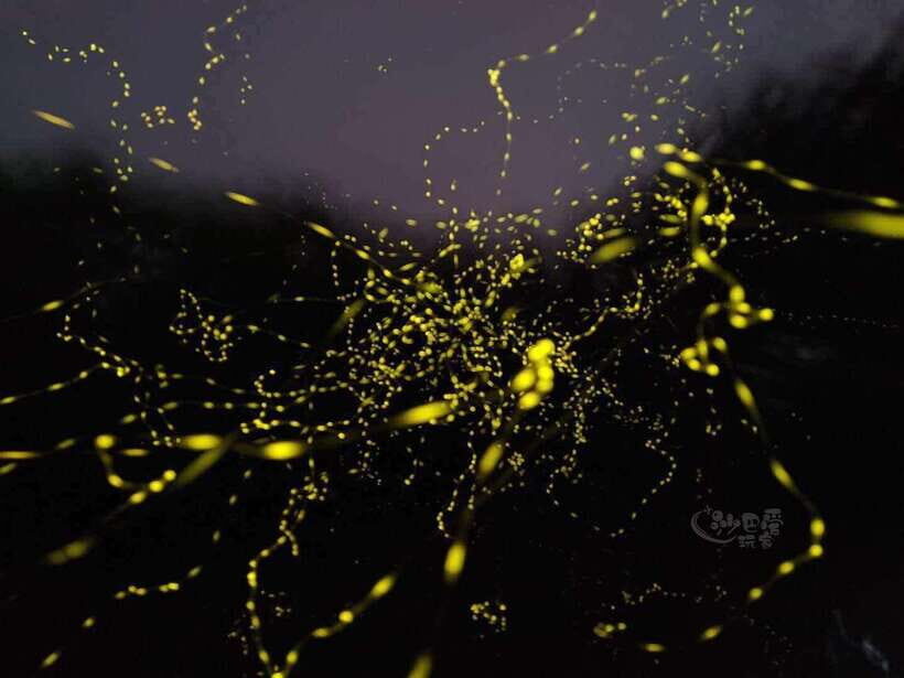 Sabah: Mangrove Fireflies, and Sky Mirror Dream Beach Tour - Why This Tour Offers Great Value