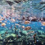 Sabah: Mantanani Island and Wildlife River Cruise Tour - Detailed Breakdown of the Itinerary