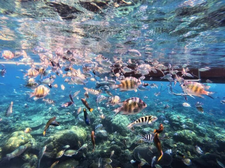 Sabah: Mantanani Island and Wildlife River Cruise Tour - Detailed Breakdown of the Itinerary