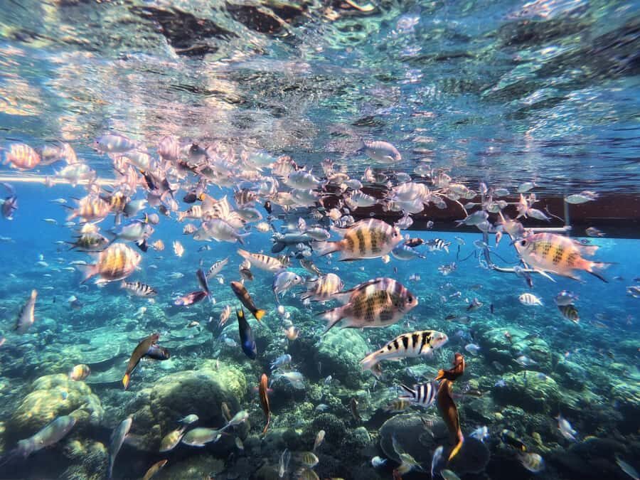 Sabah: Mantanani Island and Wildlife River Cruise Tour - Detailed Breakdown of the Itinerary