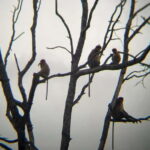 Sabah: Weston Wetland River Cruise with Dinner - Practical Tips for an Enjoyable Experience