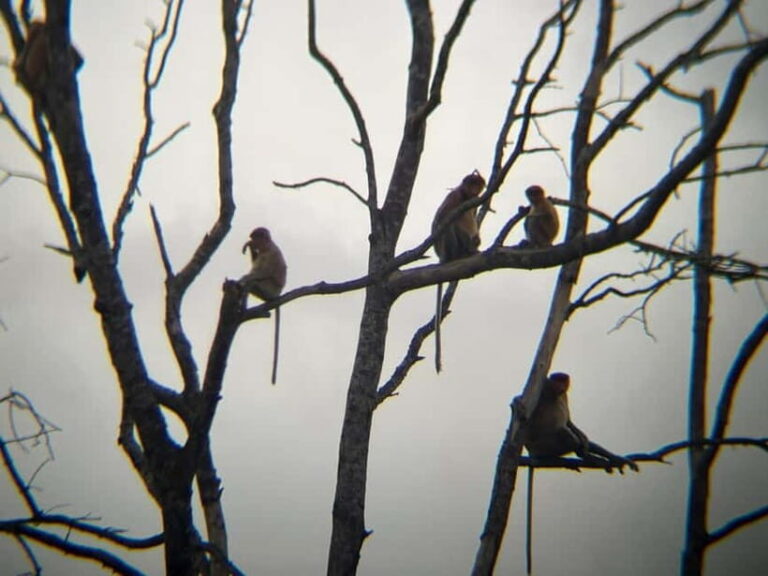 Sabah: Weston Wetland River Cruise with Dinner - Practical Tips for an Enjoyable Experience