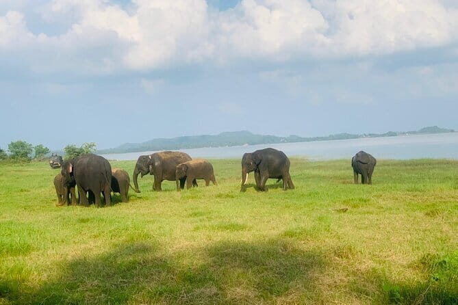 Safari Adventure in Minneriya national Park Sri Lanka - Final Thoughts: Who Will Love This Safari?