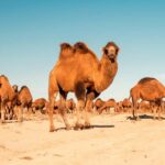 Safari in Kyzylkoum and Lake Aydar (2 days): yurt camping and more! - Practical Details & Value Analysis