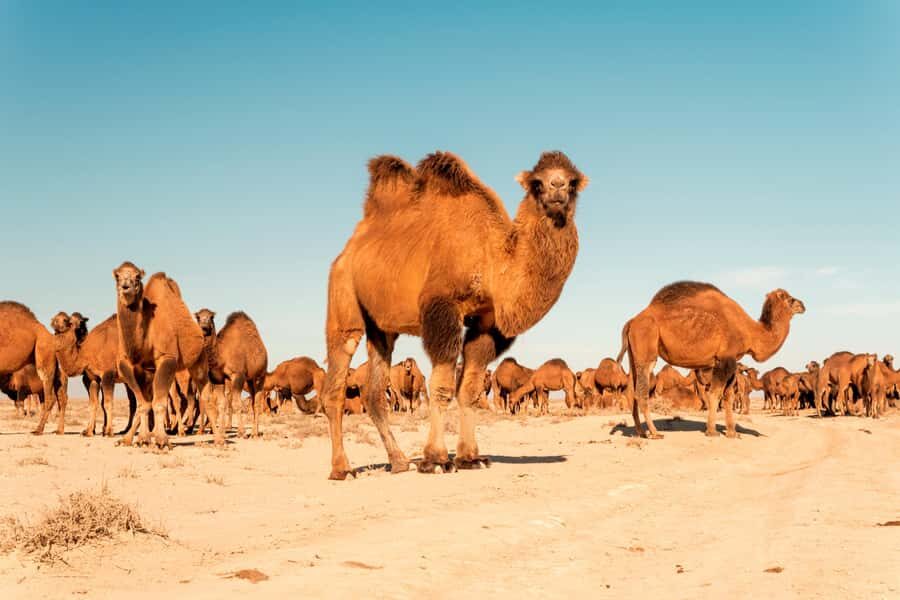 Safari in Kyzylkoum and Lake Aydar (2 days): yurt camping and more! - Practical Details & Value Analysis  