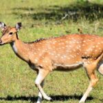 Safari Tour in Udawalawa National Park - Whats Included and What to Budget For