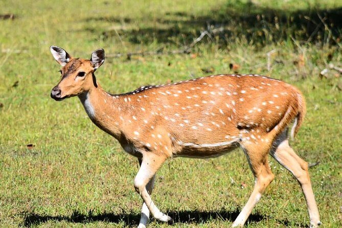 Safari Tour in Udawalawa National Park - Whats Included and What to Budget For