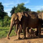 Safari with Sheran Udawalawe National Park - FAQ