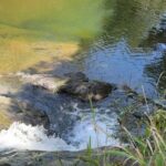 Salto de Pilar Cliff Jumping Tour - What to Expect in Terms of Logistics