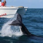 Samana: Bay of Samana Whale Watching Experience - Final Thoughts