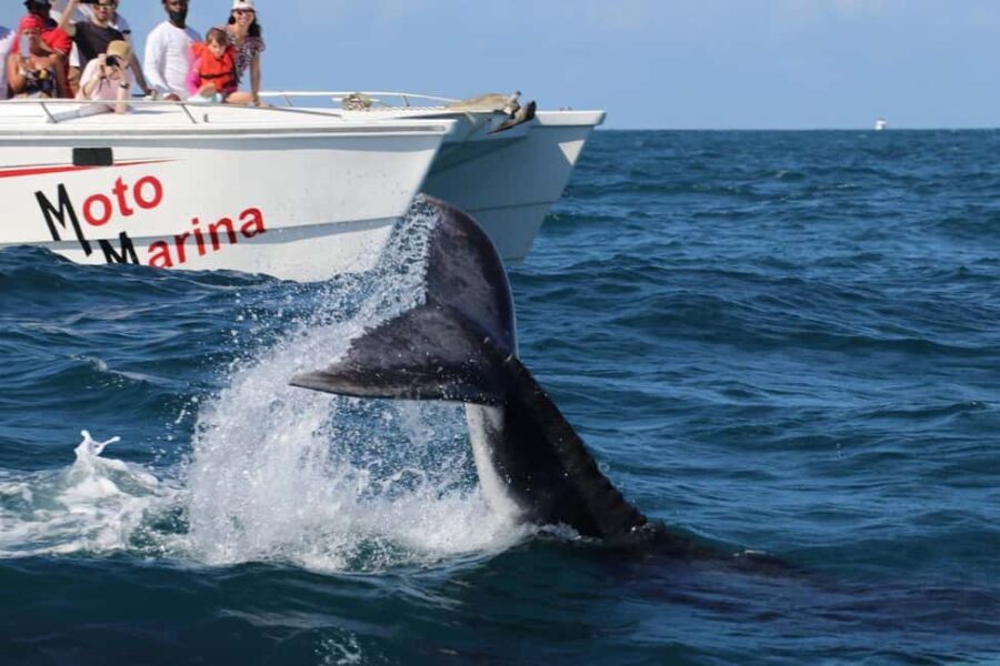 Samana: Bay of Samana Whale Watching Experience - Final Thoughts