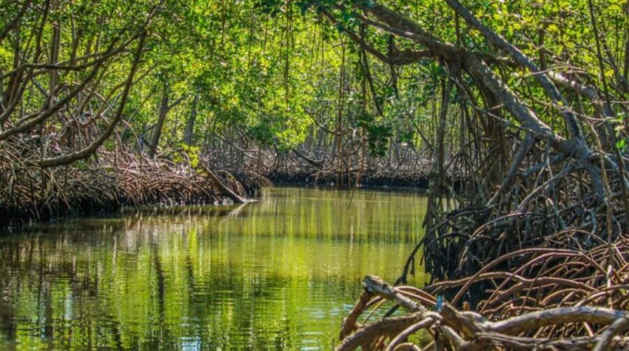 Samana: Los Haitises National Park & Caño Hondo Day Tour - Practical Details and Value