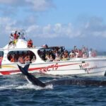 Samana: Whale Watching and Cayo Levantado Full Day Tour - Who Is This Tour Best For?