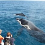 Samana: Whale Watching and Cayo Levantado Full Day Tour - The Realities: What the Reviews Say
