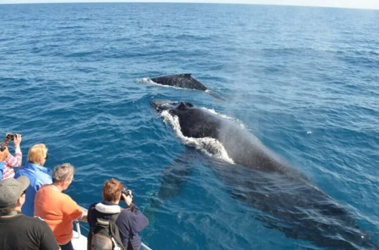 Samana: Whale Watching and Cayo Levantado Full Day Tour - The Realities: What the Reviews Say