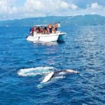 Samaná: Whale Watching and Cayo Levantado Island Tour - How the Day Unfolds