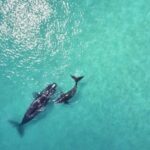 Samaná: Whale Watching and Cayo Levantado Island Tour - Who Would Enjoy This Tour?