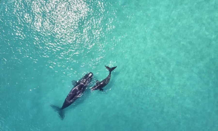 Samaná: Whale Watching and Cayo Levantado Island Tour - Who Would Enjoy This Tour?