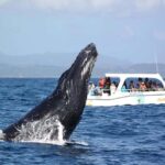 Samaná: Whale Watching and Cayo Levantado Island Tour - Practical Details and Tips