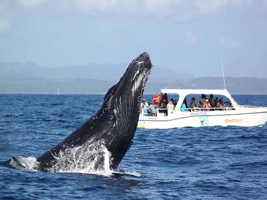 Samaná: Whale Watching and Cayo Levantado Island Tour - Practical Details and Tips