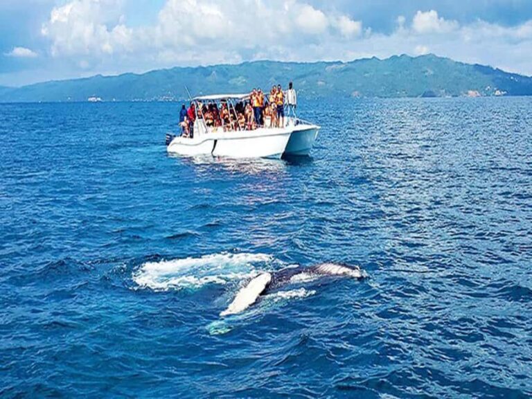 Samaná: Whale Watching and Cayo Levantado Island Tour - How the Day Unfolds