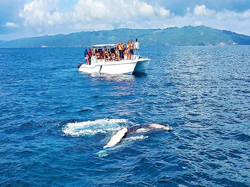 Samaná: Whale Watching and Cayo Levantado Island Tour - How the Day Unfolds