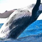 Samaná Whale Watching + Cayo Levantado (Bacardi Island). - Authentic Insights from Reviewers