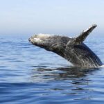 Samana Whale Watching + Cayo Levantado ( Bacardi Island) with Lunch by Locals - Authenticity & Review Insights