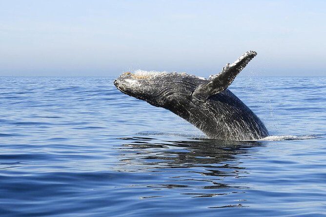 Samana Whale Watching + Cayo Levantado ( Bacardi Island) with Lunch by Locals - Authenticity & Review Insights