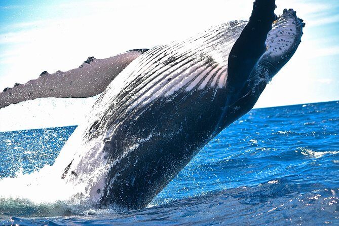 Samaná Whale Watching + Cayo Levantado (Bacardi Island). - Authentic Insights from Reviewers
