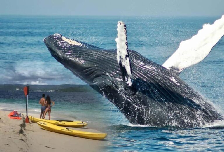 Samaná: Whale Watching. Kayaking at Cayo Levantado & Lunch - Price and Value Considerations