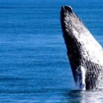 Samana: Whale Watching Tour - The Sum Up