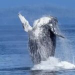 Samaná: Whale Watching Tour with Guide - Why This Tour Offers Great Value