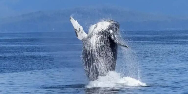 Samaná: Whale Watching Tour with Guide - Why This Tour Offers Great Value