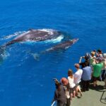 Samaná: Whale Watching Tour with Snacks - Practical Details & Tips for Travelers