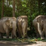 Samui: Elephant Sanctuary Tour - Jungle Walk & Swim - The Itinerary In-Depth