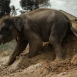 Samui: Ethical Elephants Sanctuary and Coconut Experience - The Practicalities