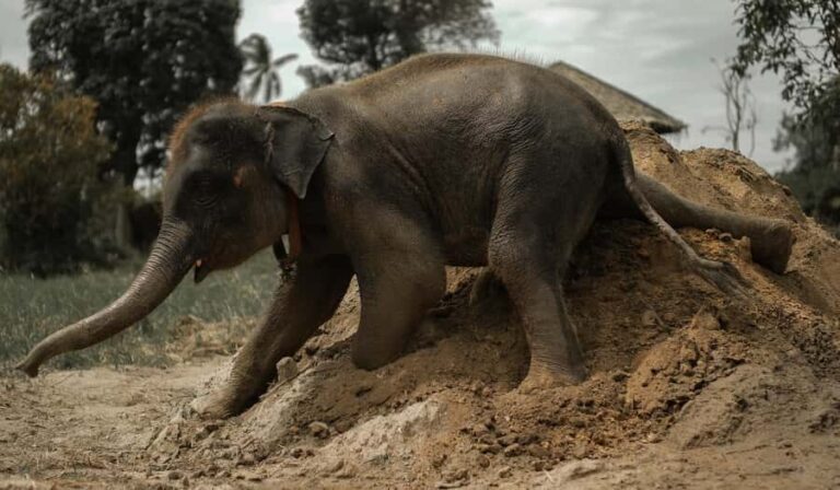 Samui: Ethical Elephants Sanctuary and Coconut Experience - The Practicalities