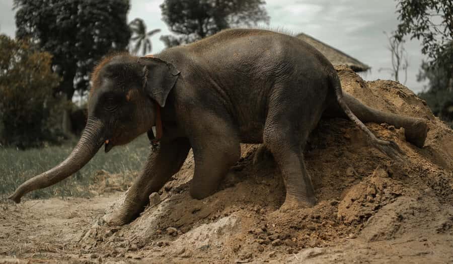 Samui: Ethical Elephants Sanctuary and Coconut Experience - The Practicalities