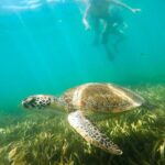 San Juan Snorkel with Turtles and Manatee's; Free Video and Rum! - The Sum Up: Who Should Book This Tour?