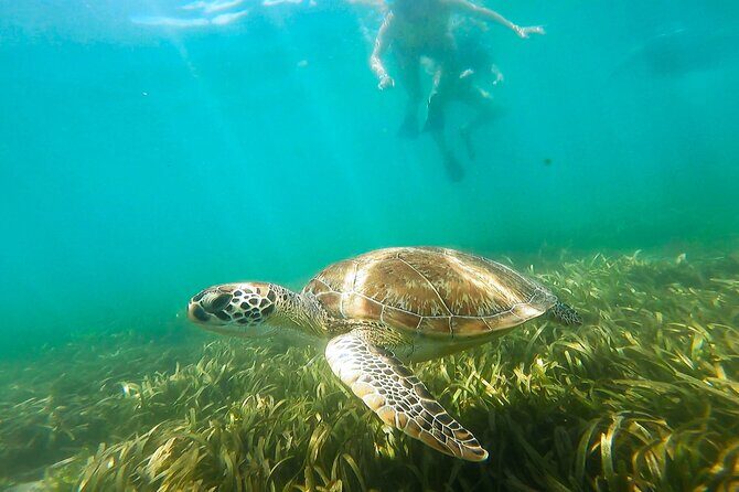 San Juan Snorkel with Turtles and Manatee's; Free Video and Rum! - The Sum Up: Who Should Book This Tour?