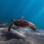 San Juan: Snorkeling with Turtles Adventure and Free Videos - Who Should Book This Tour?