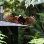 Sanctuary Mountain Ancient Forest Walk & Hamilton Gardens Tour - The Sanctuary Mountain Maungatautari Experience