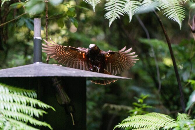 Sanctuary Mountain Ancient Forest Walk & Hamilton Gardens Tour - The Sanctuary Mountain Maungatautari Experience