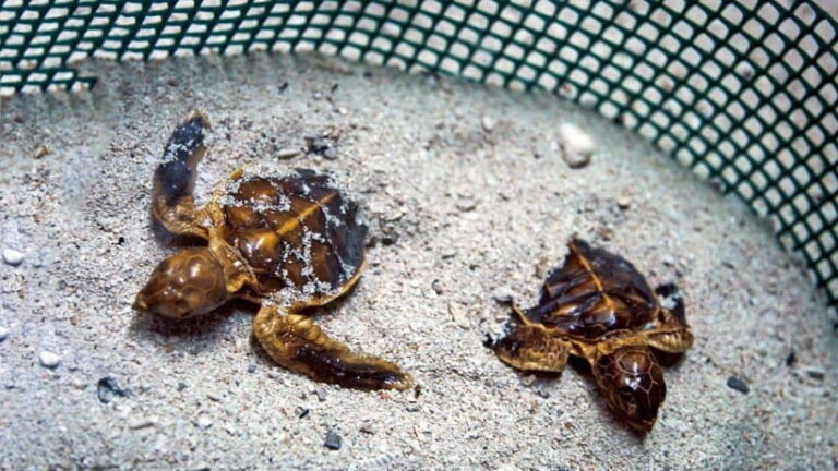 Sandakan : 2 Days 1 Night At Turtle Island - The Full Experience: What to Expect