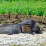 Sandakan: 2 Days 1 Night Bilit, Kinabatangan River Wildlife - What to Expect: A Deep Dive into the Experience