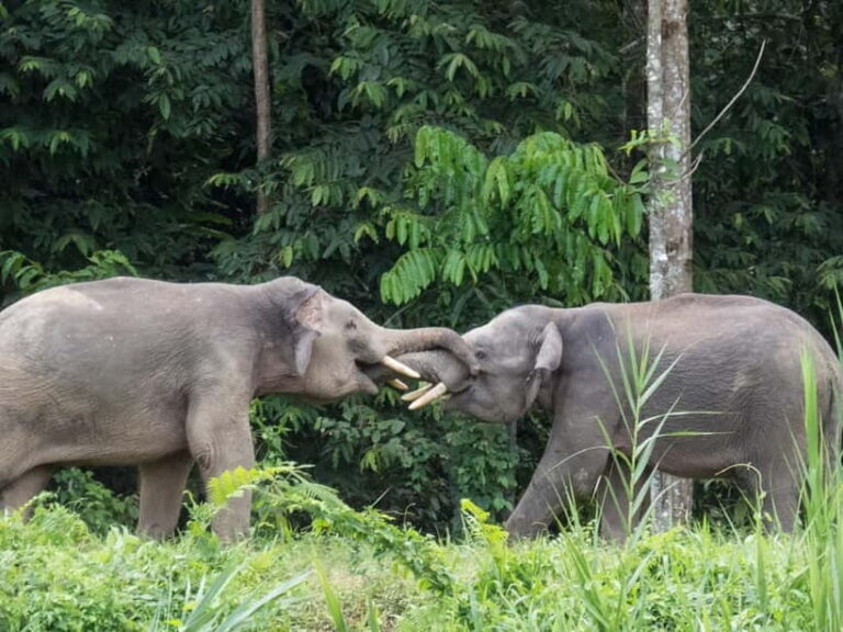 Sandakan: 3D2N The Wild Heart of Borneo River Secrets - The Boat Cruises: Your Wildlife Window